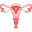 Cervix