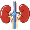Kidney