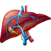 Liver