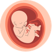 Pregnancy