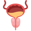 Prostate